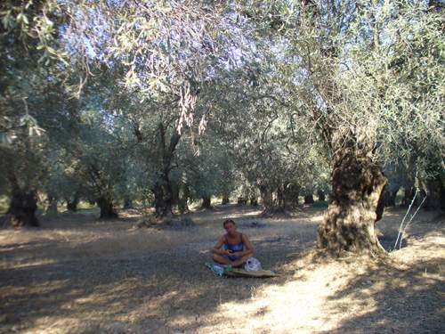 piknik v olivovém háji