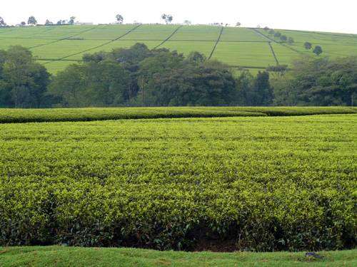 čajové plantáže Kericho