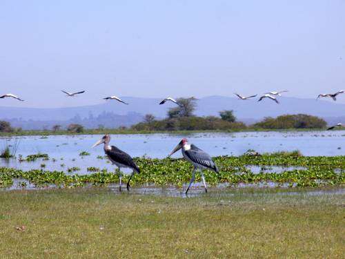 Jezero Naivasha