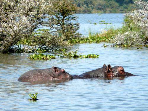 Jezero Naivasha - hroší rodinka