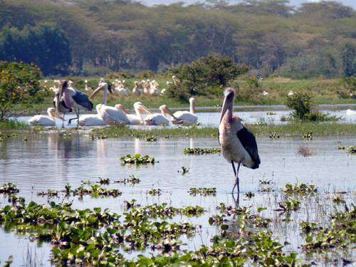 Jezero Naivasha - marabu a pelikáni