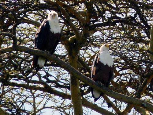 Jezero Naivasha - páreček orla jasnohlasého (fish eagle)