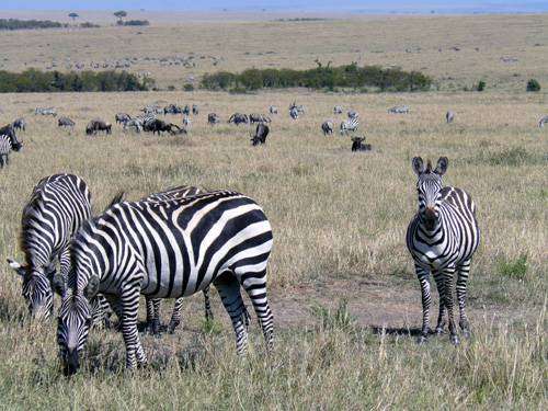 zebry na nekonečných pláních rezervace Masai Mara