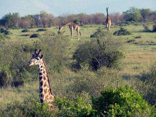 žirafí rodinka