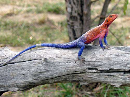 agama