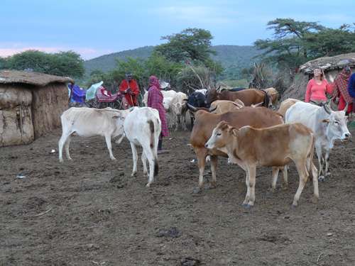 masajské krávy (továrny na výrobu materiálu na stavbu domů) - menší než v Evropě