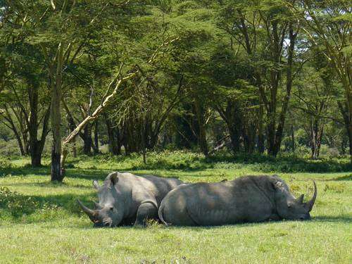 polední siesta nosorožce bílého