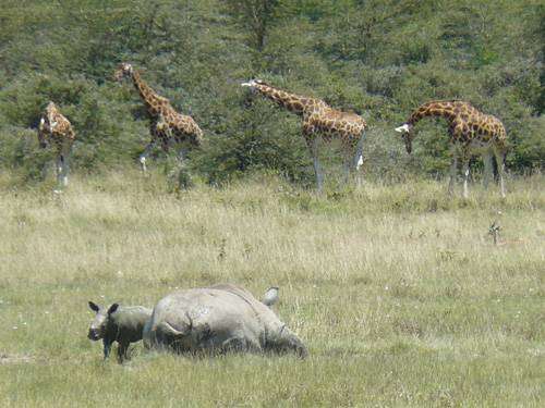 nosorožčí bahenní lázeň a žirafí dopravní zácpa