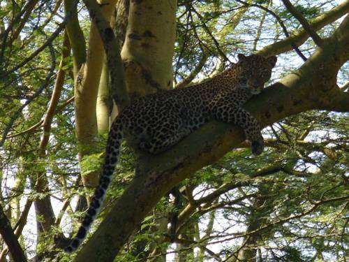 levhart - kočička na stromě