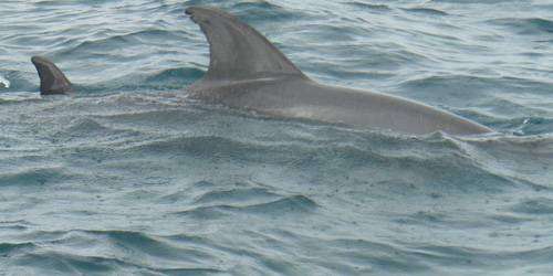 delfíni doprovázejí naši plachetnici