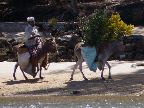 souostroví Lamu - všudypřítomný klapot oslích kopýtek