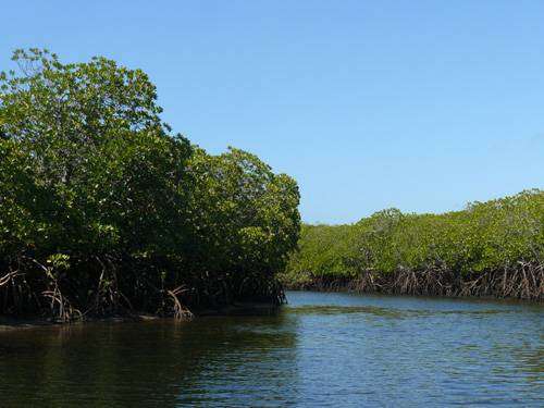 mangrovníky