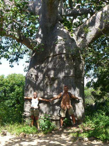 baobab