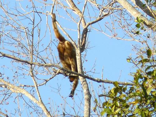 Tahle opice na stromě na břehu řeky nám jasně dává najevo, co si o nás myslí