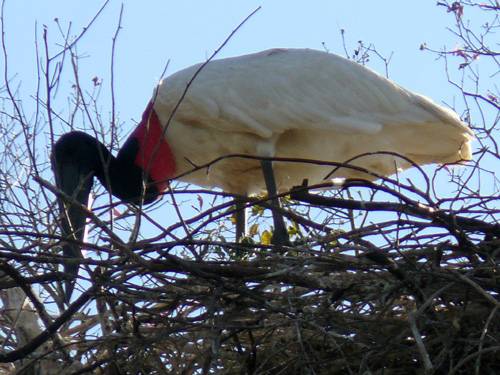 Pták Jaribu - symbol Pantanalu