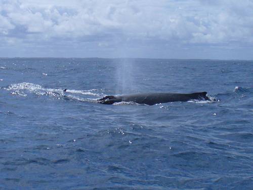 Vyfotit velrybu je obtížnější než delfína i když je mnohem větší ... 