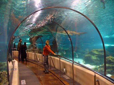 Aquarium - mořský svět