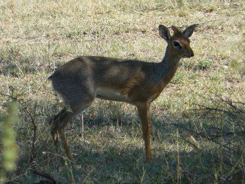 dik dik - nejmenší antilopa