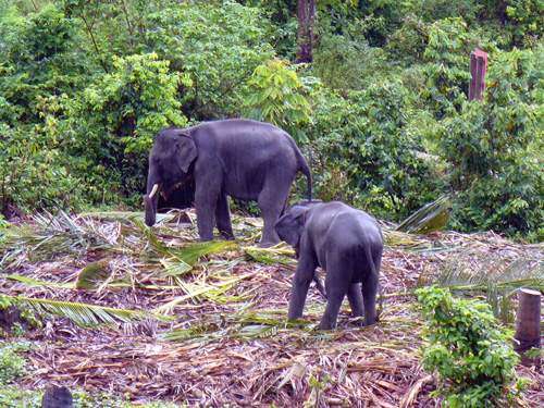 Ko Samui - sloni v džungli