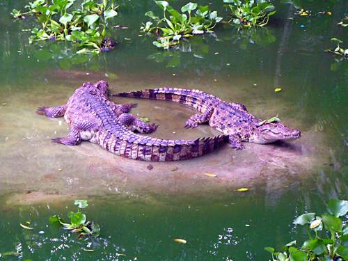 Ko Samui - krokodýlí farma