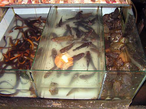 Ko Samui - Hadi, ryby, žáby... - prostě stánek s potravinami
