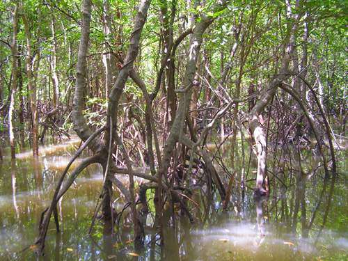 Krabi - mangrovníkový les