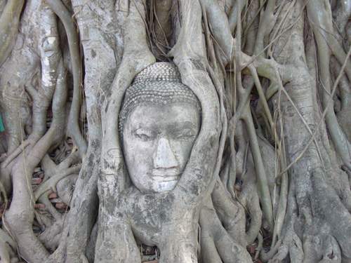 Ayutthaya - hlava Buddhy vrostlá do kořene stromu